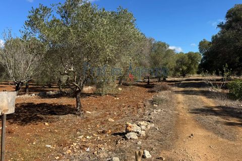 Helårsgrund i Carovigno, Brindisi, Carovigno - € 29.000 | Ref: 122781 - foto 14